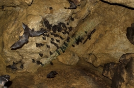 Quiros Cave